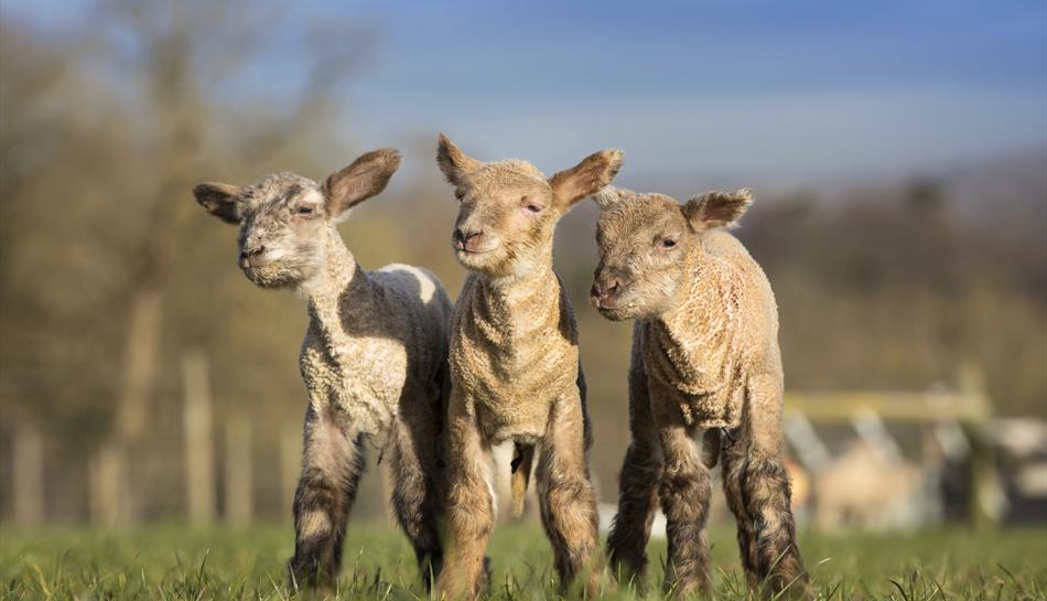 Bocketts Farm lambs