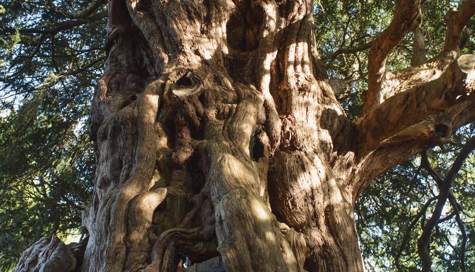 Photo Crowhurst Yew Tree - Diana Patient
