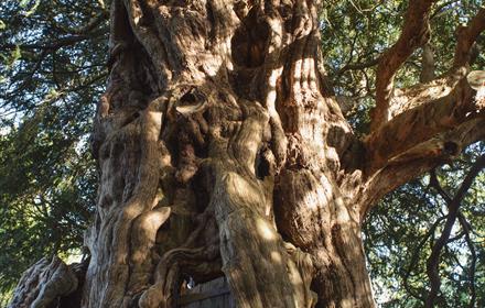 Photo Crowhurst Yew Tree - Diana Patient