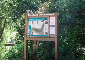 Silent Pool courtesy of Surrey Wildlife Trust