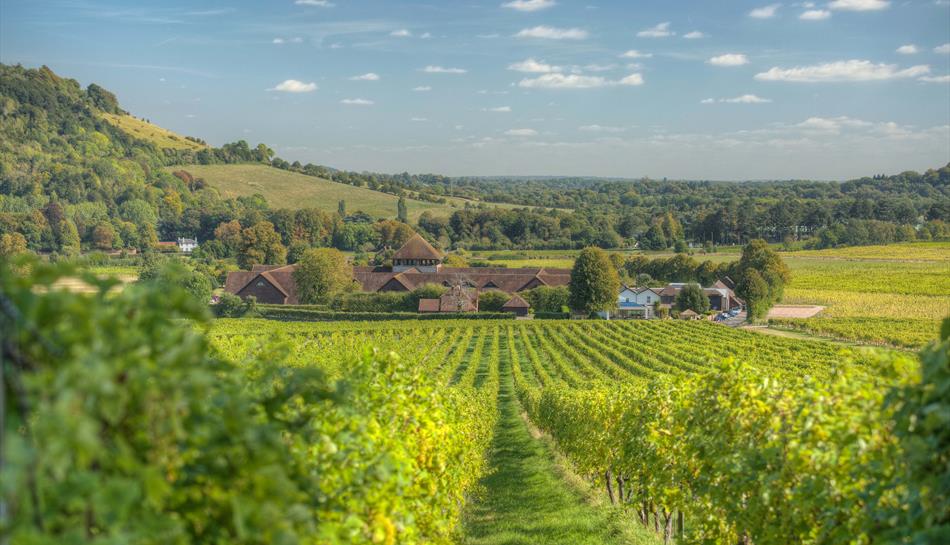 Denbies Wine Estate in Dorking, Surrey
