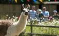 Llama at Godstone Farm