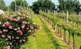 – High Clandon vineyard in summer