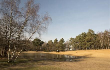 Horsell Common Sandpits