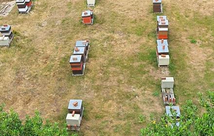 Ariel view of the outdoor bee hives.