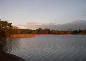 Frensham Little Pond - National Trust