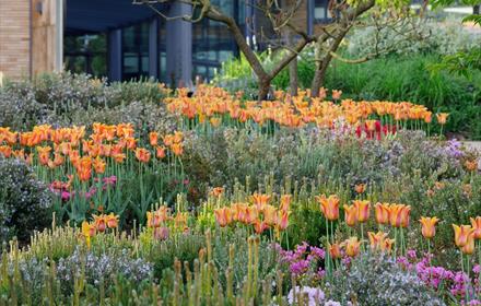 A display of tulips at RHS Garden Wisley