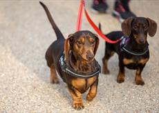 Two dachshunds out for a stroll