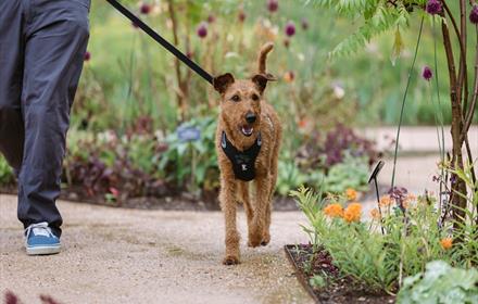 Medium sized brown fluffy dog walks along a path between flowerbeds.