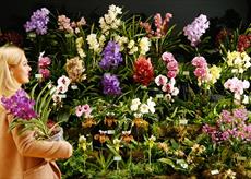 Woman carries a pot of orchids passed an orchid display.