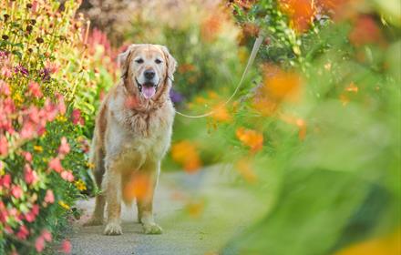 Dog among the flowers