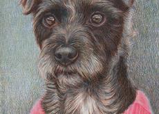 A portrait of a small dog in a pink  jumper