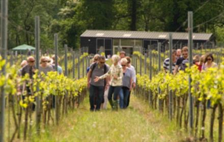 Albury vineyard tour
