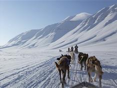 Dogs in a sled team following other sled teams in front through a snow-covered landscape with mountains in the background