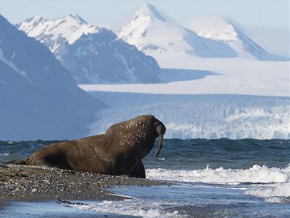 Polar Summer