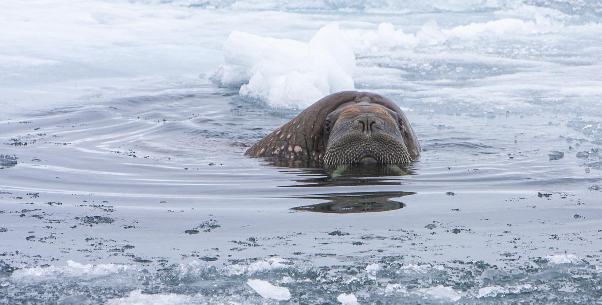 Climate change in Svalbard - Visit Svalbard