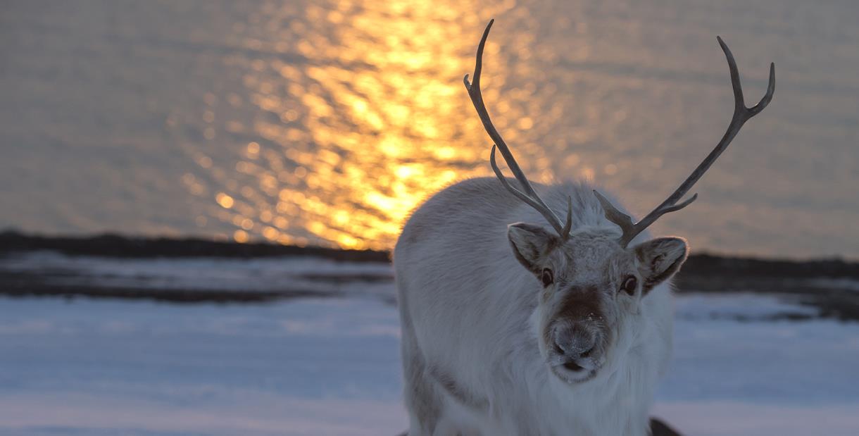 The midnight sun in Svalbard - Visit Svalbard