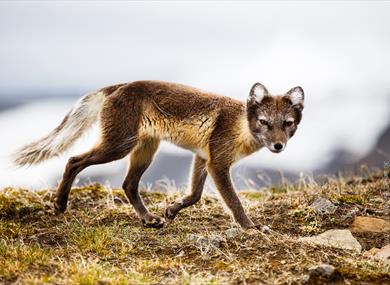 Inquisitive polar fox