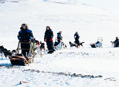 Group with dog sleds