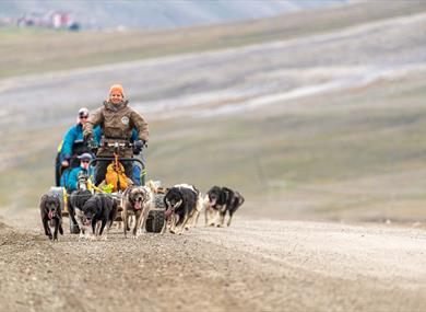 Dog sledding with a wagon