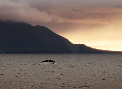 Whale tail emerging from the sea at sunset.