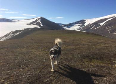 A dog walking along the plateu on the mountain Sarkofagen