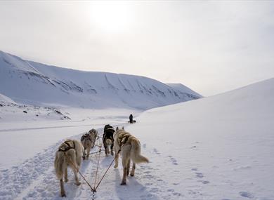 Sled dogs running through snow