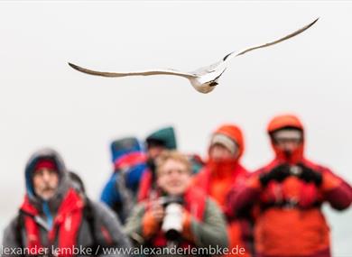 Bird flying in front of a group of guests 