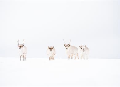 Svalbard reindeer walking on the snow-covered tundra, with white sky in the background.