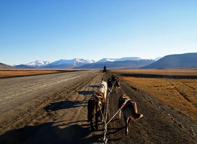 Dogs running along a road