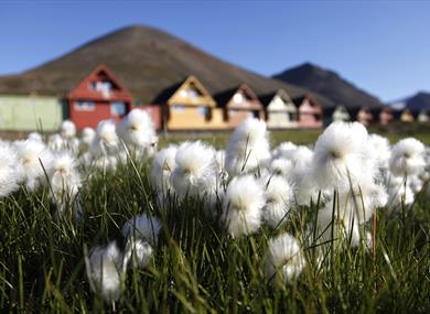 Arctic cotton grass in front of the iconic "spisshus" 