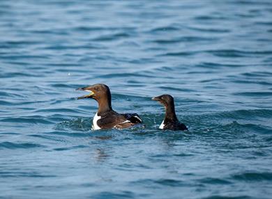 Two birds swimming in a fjord