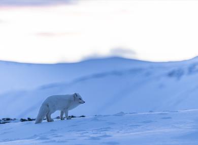 Arctic fox in winterfur, standing on the blue and snowcovered tundra 