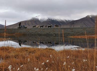 Dogsledding on wheels in Adventdalen