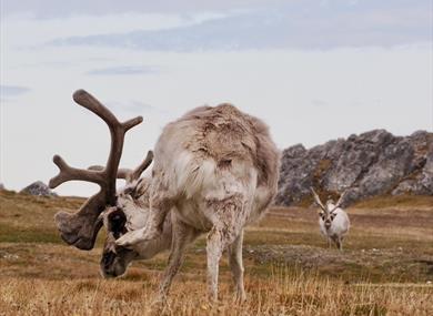 Two large raindeer at Svalbard