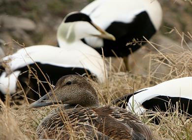 Common eiders. Female in front and a couple of males in the background. 