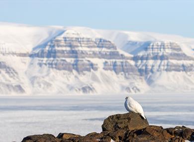 The Svalbard ptarmigan in front of Tempelfjellet.