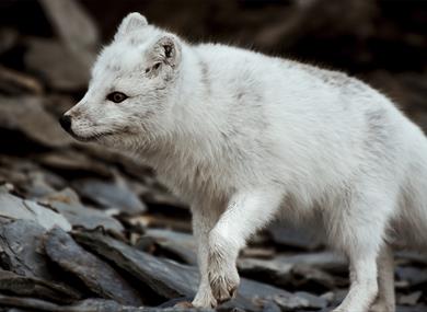 A white Arctic fox sneaking around in a rocky field