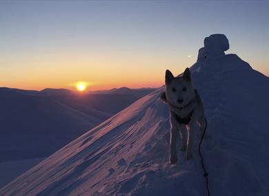 A dog on a snowy mountain ridge with the mountain top Trollsteinen and a sunset in the background