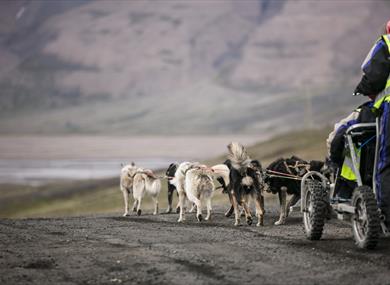 Sleddogteam pulling a cart on wheels