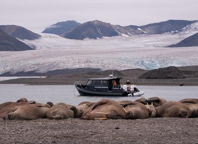 A walrus colony in the foreground with a boat floating in a bay and mountains in between a glacier in the background