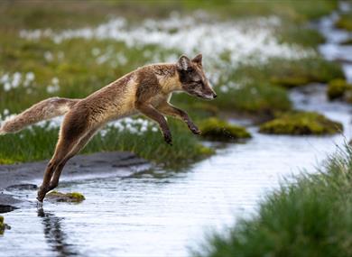 Arctic fox jumping over a stream on the tundra.