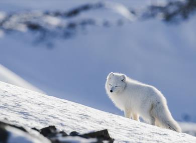 White polarfox with squinting eyes in the sunlight