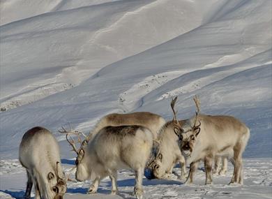 Five reindeers are feeding in a winter landscape with mountains in the background