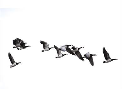 A flock of geese flying
