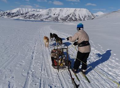 A person skiing next to a small dog sled with three dogs, going down the valley. In the background there are snow-covered mountains and a blue sky. 