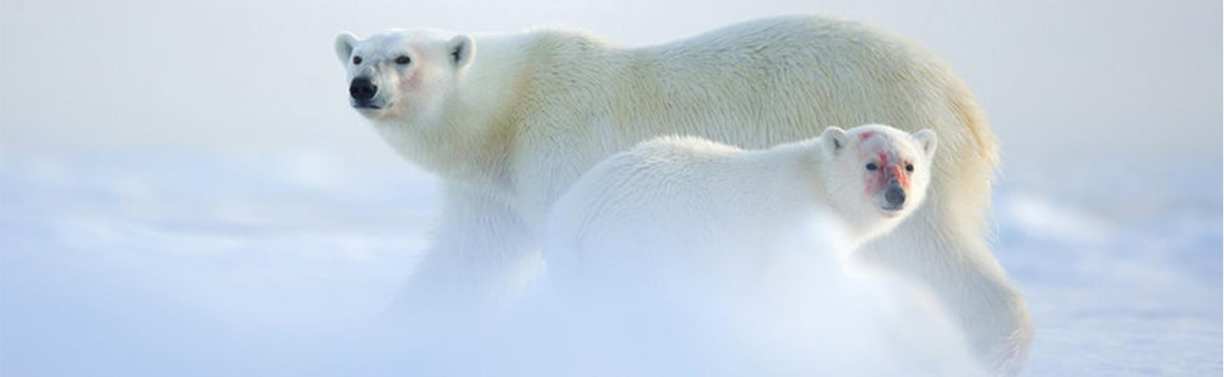 Arctic Wildlife