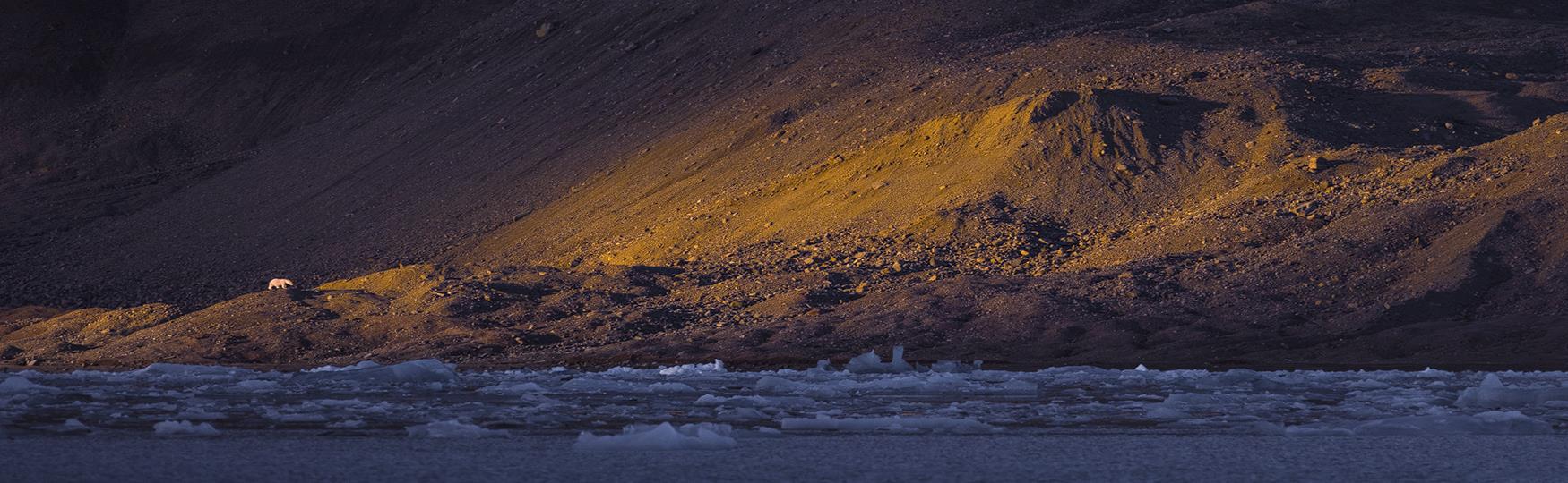 Isbjørnen - Kongen av Arktis