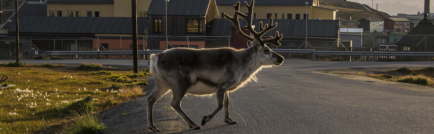 Svalbard Reindeer