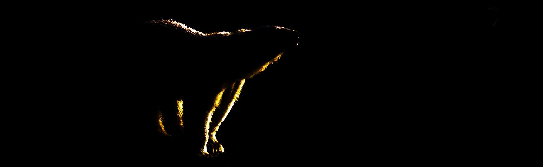 A polar bear in silhouette against a black background